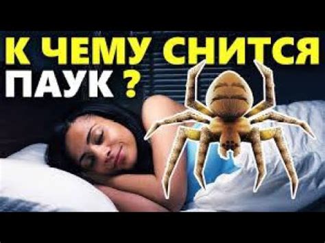 Необычные сны: тайное значение уничтожения паука во сне