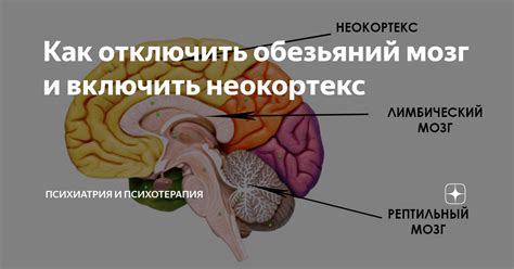 Неокортекс: основные моменты и объяснение