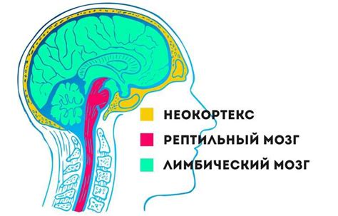 Неокортекс: структура и функции