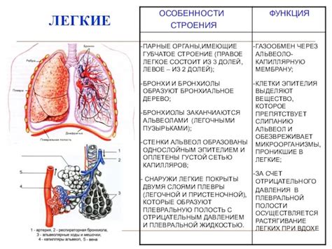 Непарные легкие: функция и структура органов дыхания