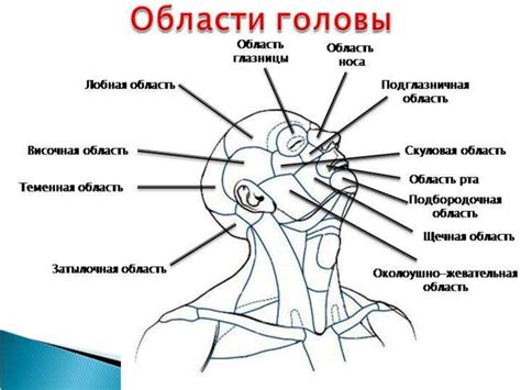 Неподвижность частей головы