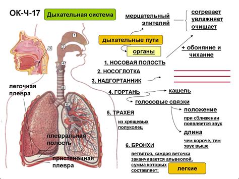 Неполадки в дыхательной системе