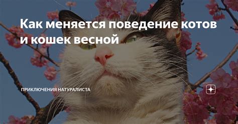 Непонятное поведение котов