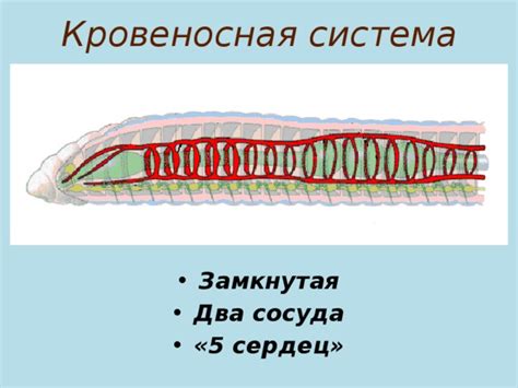 Непостижимая важность сердец у кольчатых червей