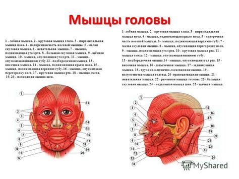 Неправильная мускулатура лица