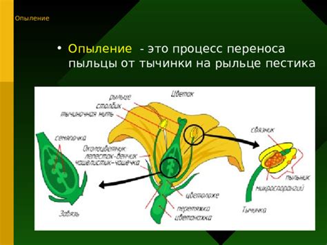 Неправильное пыльное опыление