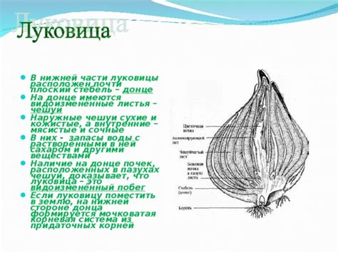 Неправильное расположение луковицы