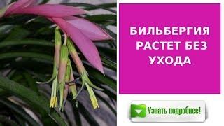 Неправильный уход: важность правильного полива и подкормки