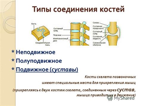 Неразвитость мышц и костей