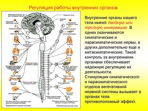 Нервная и психологическая реакция