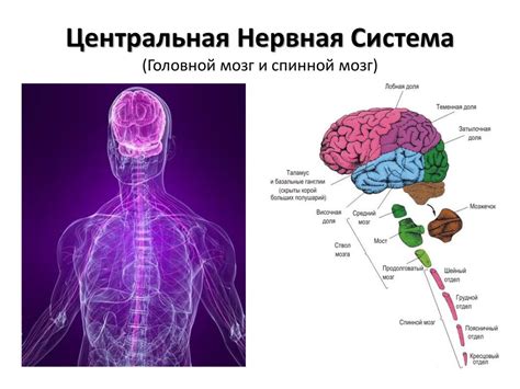 Нервная система и ее составляющие