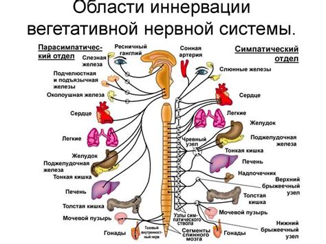 Нервная система и тошнота