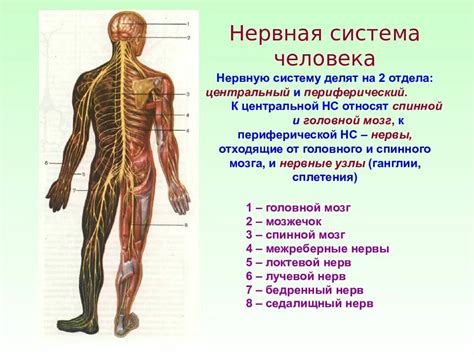 Нервная система и эмоции: физиологическое объяснение