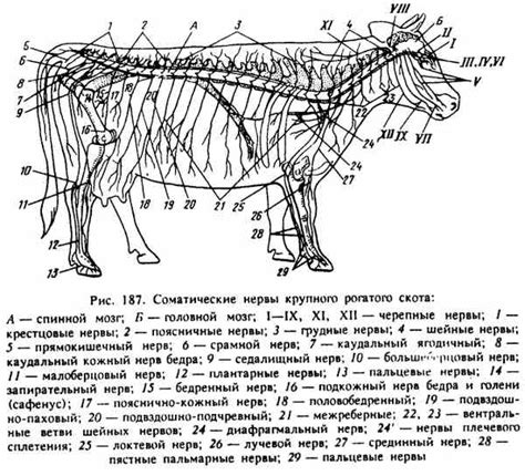 Нервная система коровы