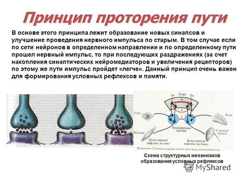 Нервный импульс