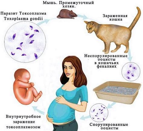 Нереактивный результат токсоплазмоза: возможные причины