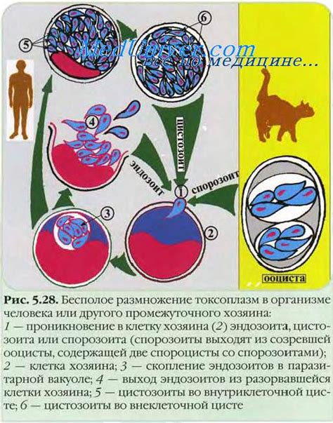 Нереактивный результат токсоплазмоза: основные аспекты