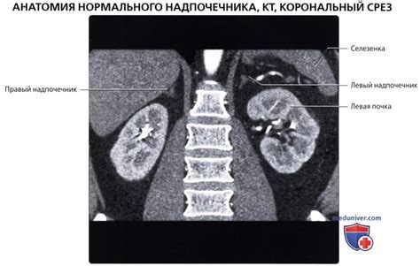 Несменяемость области надпочечников