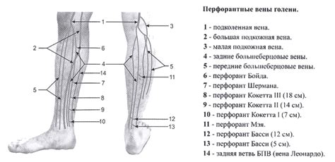 Несостоятельность перфорантных вен голени: