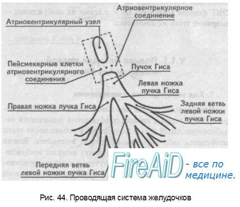 Неспецифические особенности внутрижелудочкового проведения