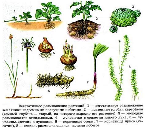 Нестандартное размножение и воспитание потомства