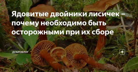 Нетрадиционные сновидения: мечтает ли городское население о сборе печериц и лисичек?