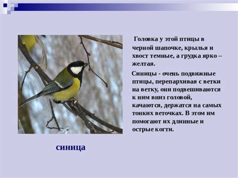 Неукротимая свобода: где крылья этой птицы ведут?