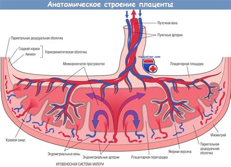 Нехомогенная структура плаценты с расширением МВП: влияние на организм