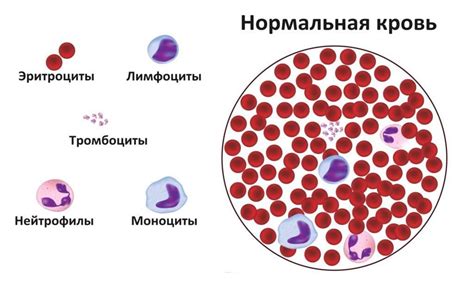 Низкие моноциты в крови