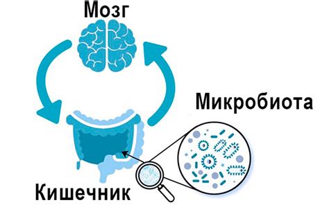 Низкий уровень активности микробиоты: влияние на здоровье