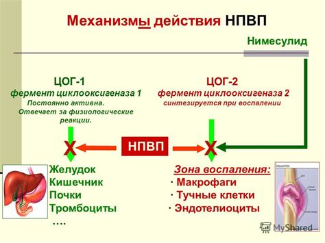 Нимесулид: механизм действия