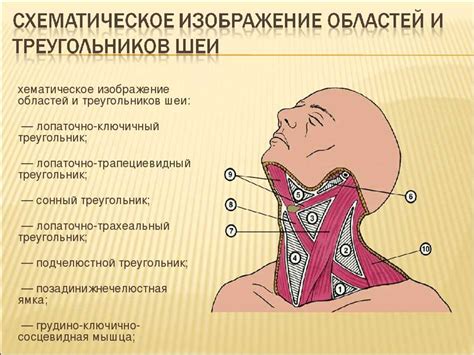 Ничувствительность шеи: причины, признаки и методы лечения