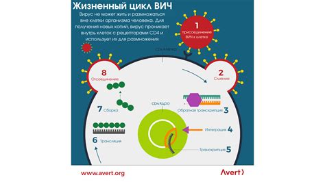 Новые вызовы и задачи после блокирования вируса ВИЧ