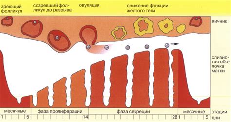 Нормальное время начала месячных