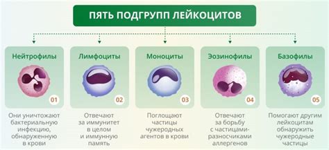 Нормальные значения лейкоцитов WBC в организме