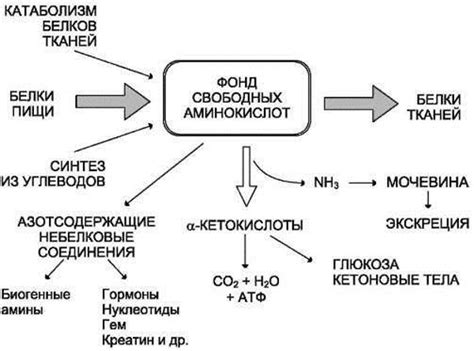 Нормальные процессы в организме