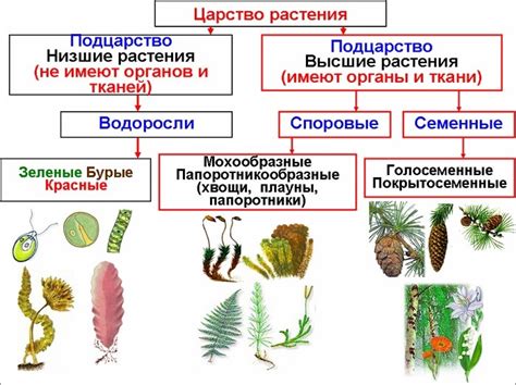 ОКС растение: особенности и классификация