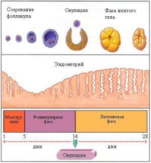 Обедненный фолликулярный аппарат: