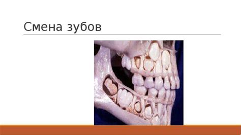 Обеспечение оптимального развития костной системы