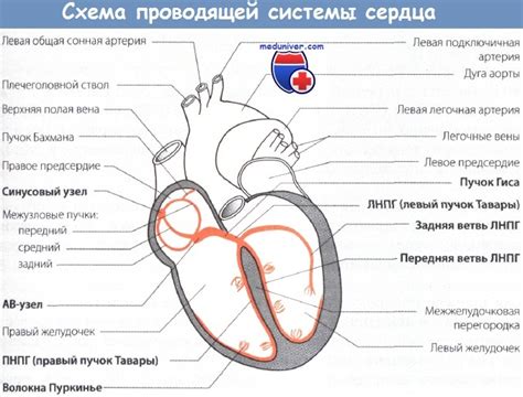 Область сердца и ее важность