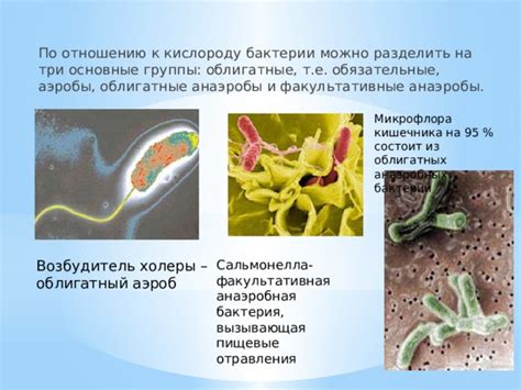 Облигатный аэроб: роль и значение в организме