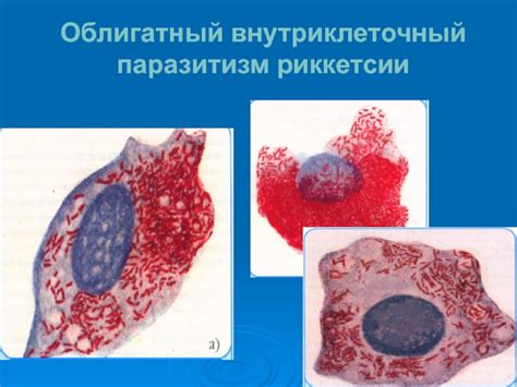 Облигатный внутриклеточный паразит: суть и принципы действия