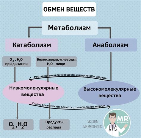 Обмен веществ в биологии: