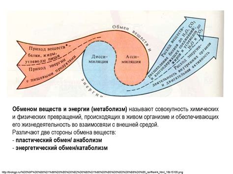 Обмен веществ и энергии в живых организмах