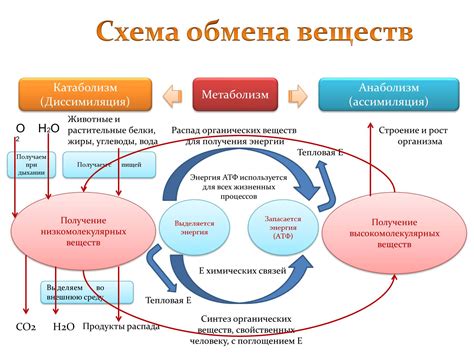 Обмен веществ энергии