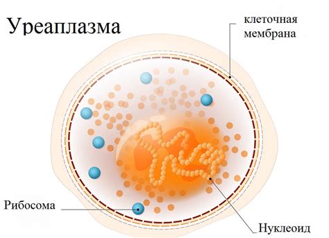 Обнаружена уреаплазма у мужчины