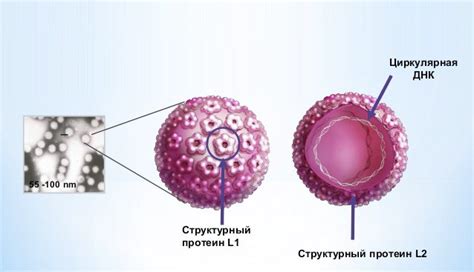 Обнаружение ПЦР ВПЧ типа 51