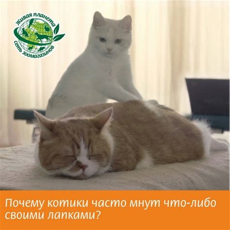 Обнимания котов - выражение доверия