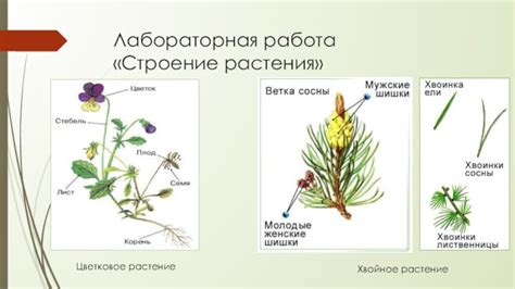 Обоеполые растения: основные характеристики