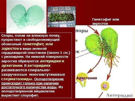 Обоеполый гаметофит: определение